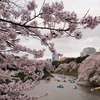 桜の季節！お花見だ！