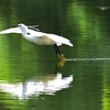 公園のコサギ