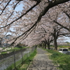 日本一の桜の回廊！見沼代用水桜並木の見頃、アクセス、お花見所は？【埼玉・さいたま市】