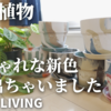 【おしゃれ鉢】観葉植物の鉢選びに迷ったらこれ！POSH LIVING（ポッシュリビング）のプランツポット「アーバンプランツポット」新色６種類をレビュー！超おすすめ鉢カバー！カラテア サボテン フィロデンドロン クテナンテ スキンダプサス