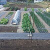 実家の畑で農作業でした