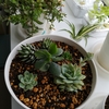 人生初の多肉植物を寄せ植えしてみた