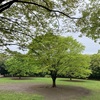 遊歩道に青葉の季節　都筑の杜