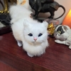 三匹目きました