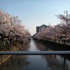 2014年の桜