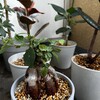 【観葉植物】夏日のベランダのガジュマルやゴムノキたち