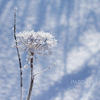 雪の華