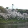 やっぱり桜は綺麗だ(^o^)