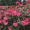 神代植物公園のバラ見物