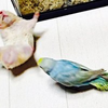 衝撃映像!!ハムスターとインコの喧嘩が炎上レベル　おもしろ可愛い動物