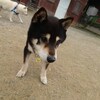 老犬ホームあん｜新人さん ポ二^^