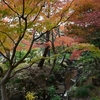🍂旧古河庭園の紅葉