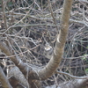 ジィちゃんと探鳥、横沢入でミソサザイの囀り他/2021-03-16