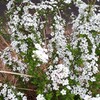 土手の3月の植物「防草シート設置工事のため草木を処分いたします。」ｂｙ業者