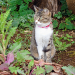 チビ、庭猫になる。