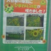 あなたの想いに、もっと。入谷駅の駅前に「ひまわり」の花が咲きました！いちばん乗りたい鉄道会社へ　サービス品質よくするプロジェクト