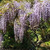 満開の藤の花とクマバチ