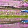 國田家の芝桜：美しい花畑の秘密