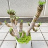 蘇鉄麒麟の植替え