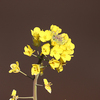 いつの間にか菜の花が・・・
