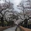 【お花見】『青山霊園』桜並木を散策