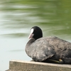 最近よく目にする野鳥たちがお出迎え