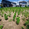 空き地の気になる植物〈前編〉