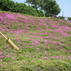 芝桜（シバザクラ）宮崎県新富町黒木さん宅 2017最後