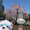 #上野公園#しだれ桜満開