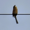 高鳴き無き「モズ」の様子