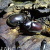 【夏の思い出】カブトの夜