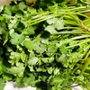 パクチー大量消費！アレンジ次第で苦手家族でも美味しく食べられる？