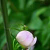 牡丹と芍薬　その３