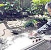 野生キジバト、民家でお食事（京都）
