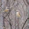 3月の野鳥観察で小山田緑地、舞岡公園、芝川第一調節池に行ってきた。