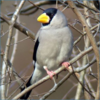 「フィロソフィー」と鳴く鳥