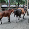 ２０１２／０９　上野動物園