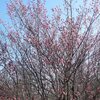３．２１（土・晴れ）３連休、中日。