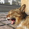 5月後半の #ねこ #cat #猫 その3