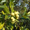 Pittosporum tobira　トベラ