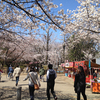 与野の桜