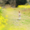 曇り空の菜の花で ～その3～