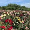 種松山公園で薔薇を堪能してきた