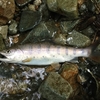 四万温泉は小さな山女魚だらけ