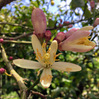 以前のブログから「レモン、夏ミカンの、ゆずの花」