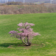 室蘭の桜②、崎守の一本桜