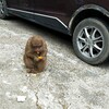中国 野生の猿に会いに行ってきた！