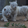 【久しぶりのBaby撮影　part.2】年末に宇都宮動物園に行ってきた