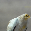 Egyptian Vulture エジプトハゲワシ (インドの鳥その18)