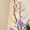 桜が咲くと....すごーく嬉しいのです。